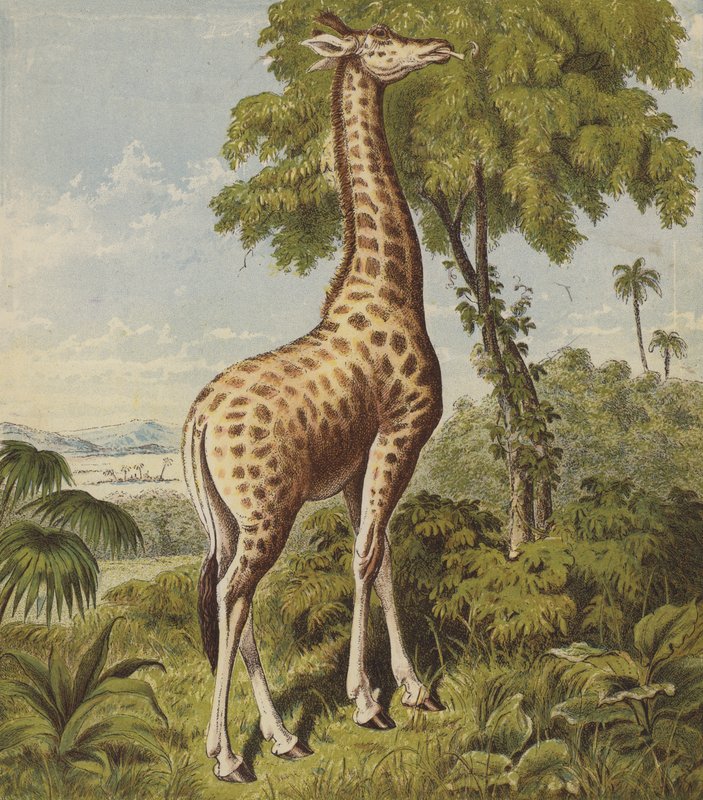 Giraffe door English School