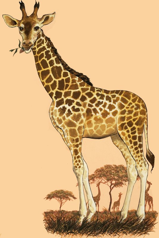 Giraffe door English School