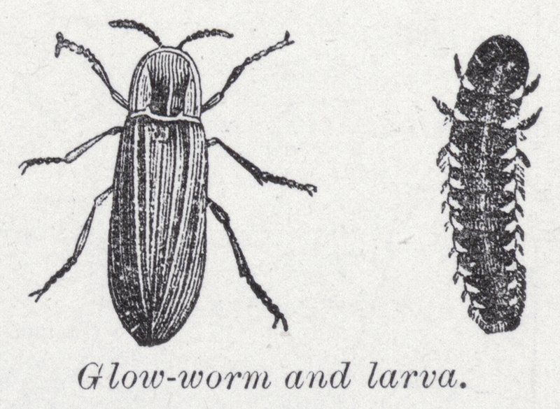 Glimworm en larve door English School