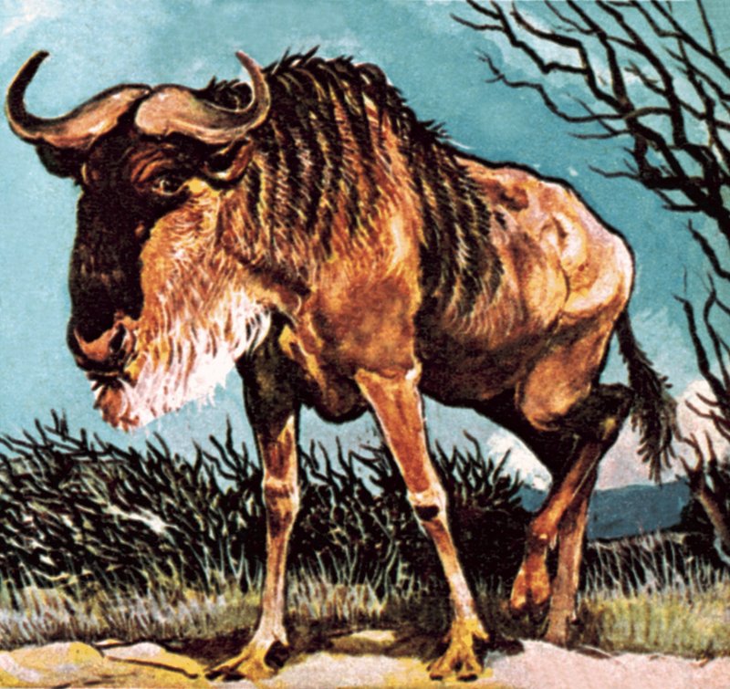 Gnoe of Wildebeest door English School