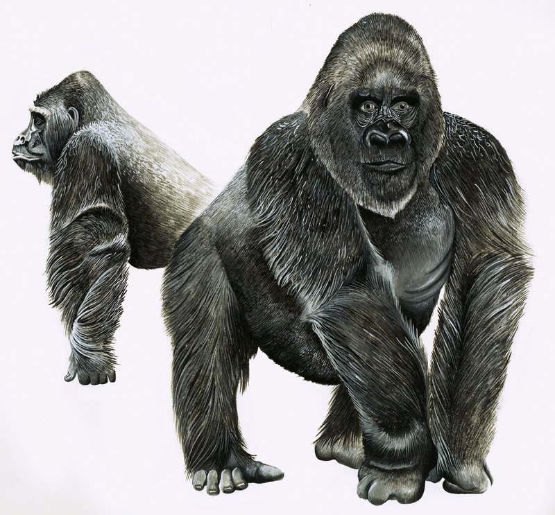 Gorilla