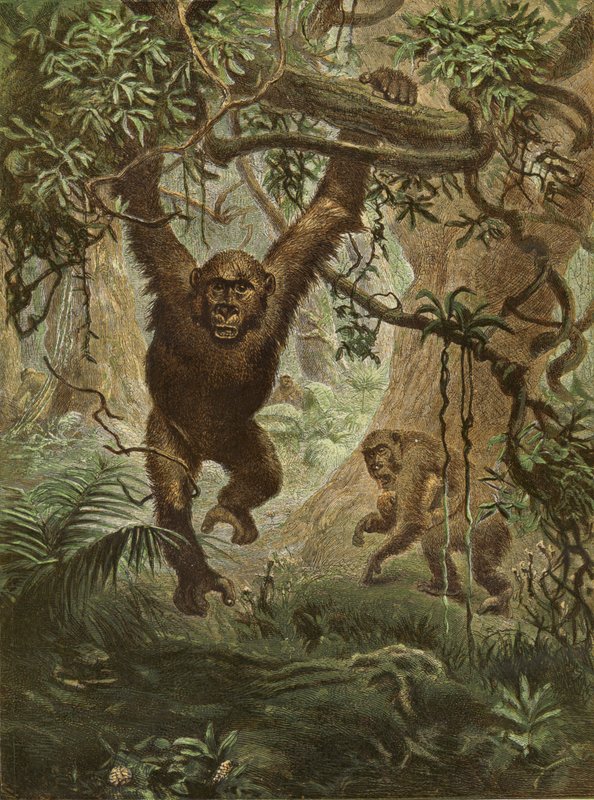 Gorilla