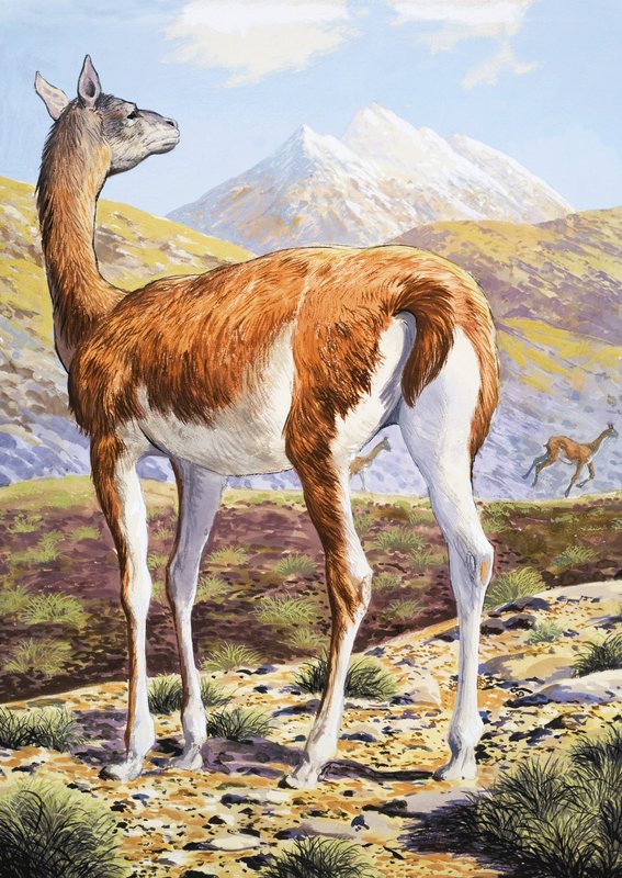 Gracieuse Guanaco