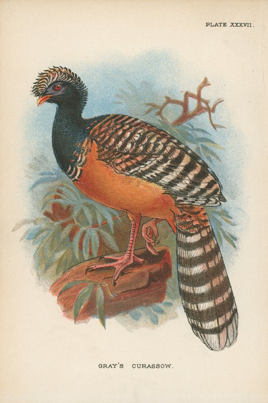 Grijze curassow door English School