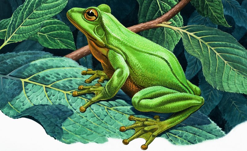 Grote groene boomkikker door English School