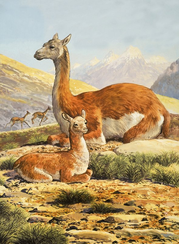 Guanaco