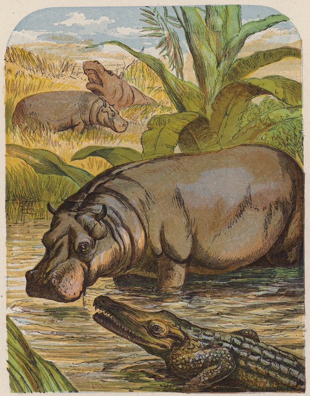 Nijlpaard en krokodil (kleur litho) door English School