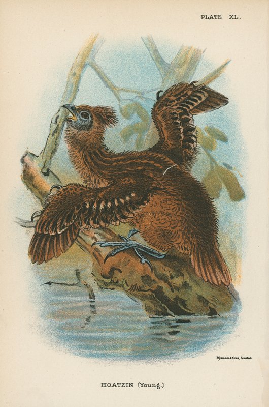 Hoatzin (Jong) door English School
