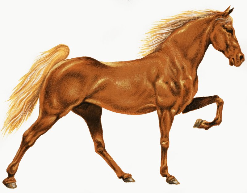 Paard door English School