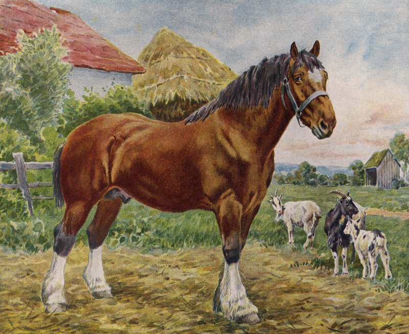 Paard en geiten door English School