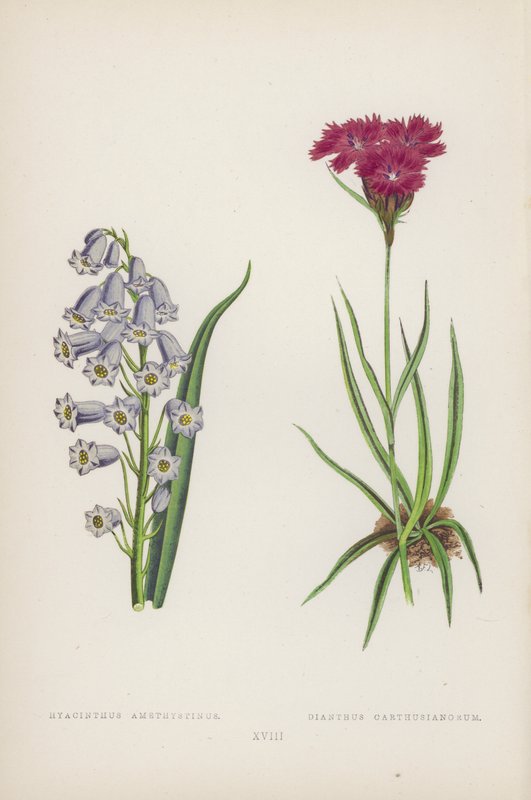 Hyacinthus Amethystinus; Dianthus Carthusianorum (kleur litho) door English School
