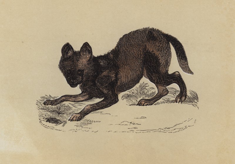 Hyena Hond door English School