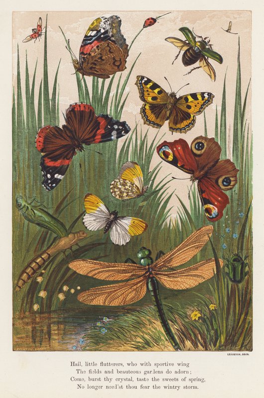 Insecten door English School