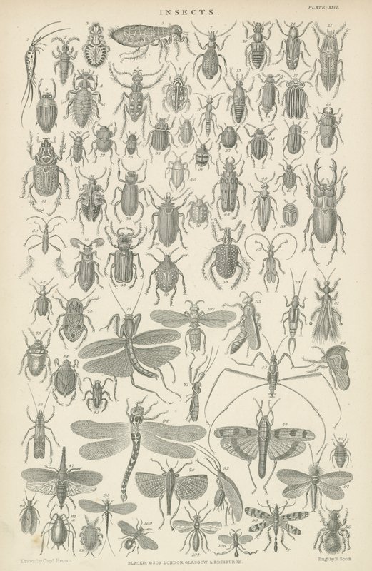 Insecten door English School