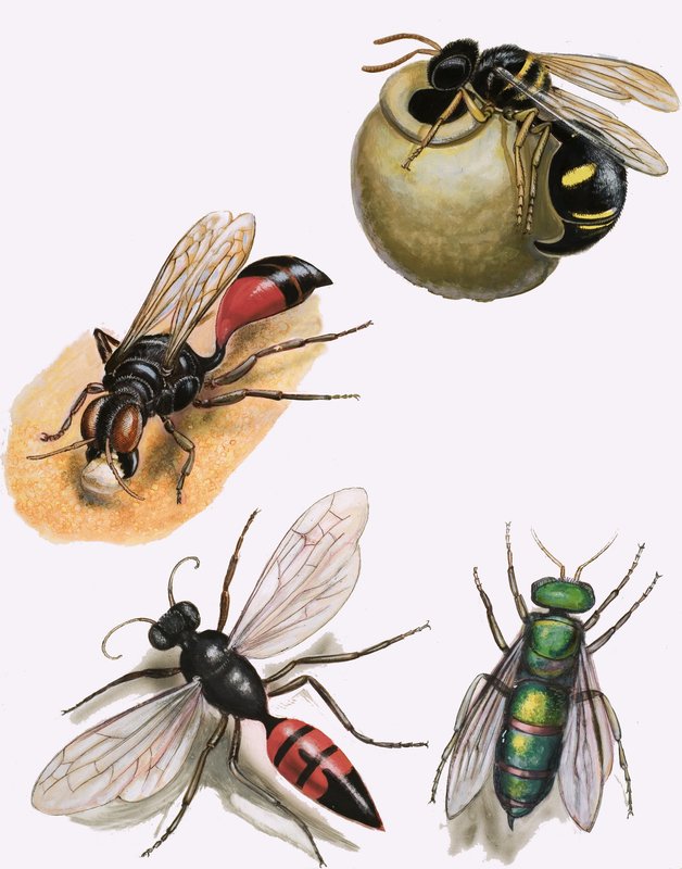 Insecten door English School