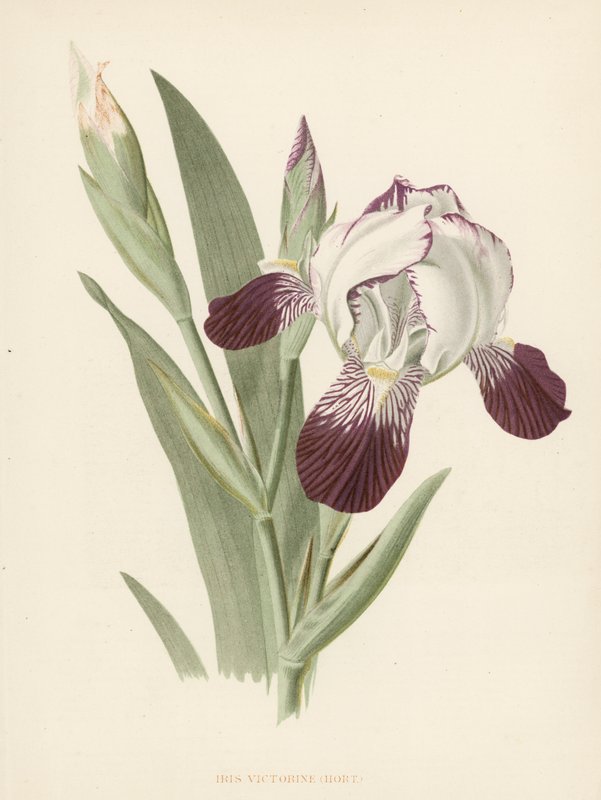 Iris Victorine door English School