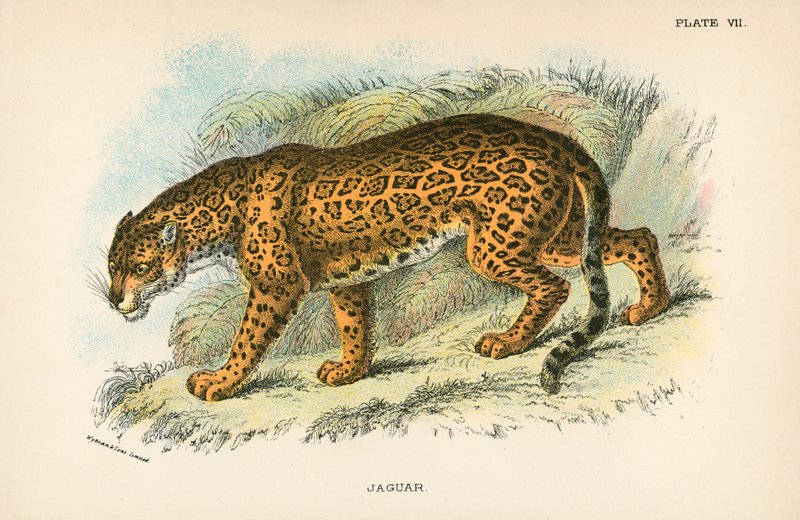 Jaguar door English School