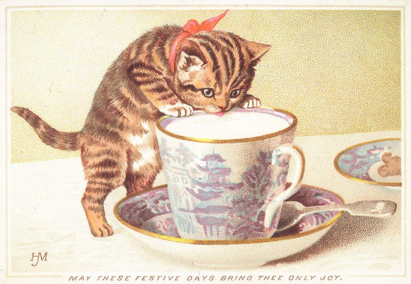 Kitten drinkt uit theekopje door English School