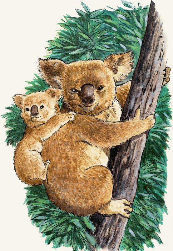 Koalabeer en baby door English School