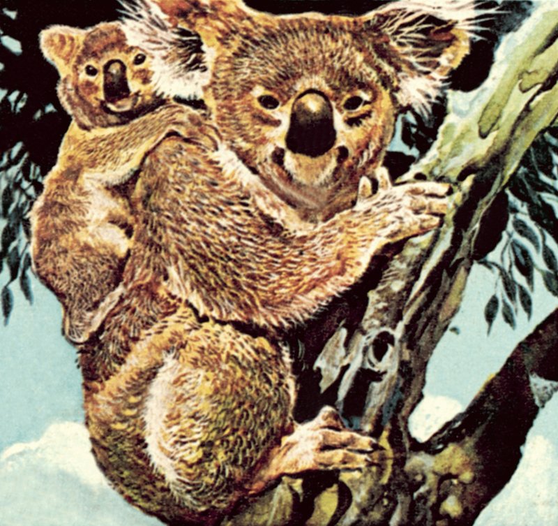 Koalabeer door English School