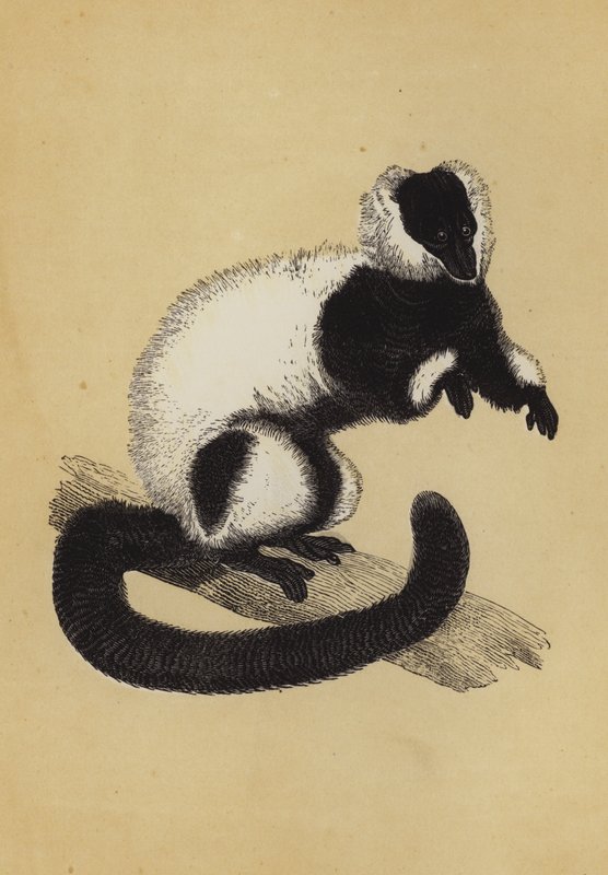 Lemur door English School