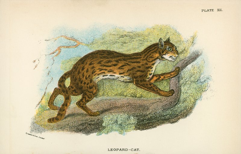 Luipaardkat door English School