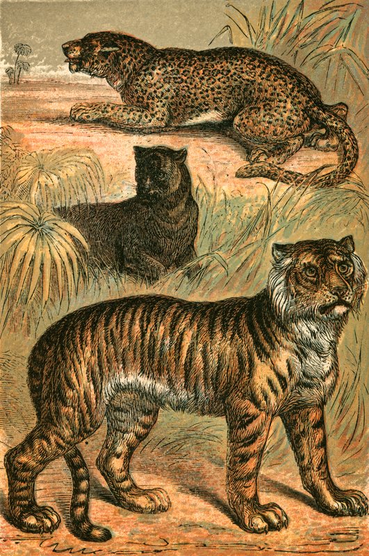 Luipaard, zwarte panter en tijger door English School
