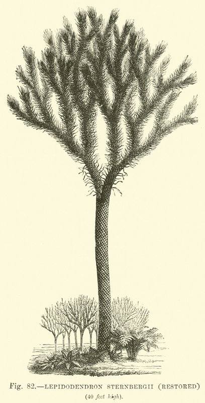 Lepidodendron Sternbergh, gerestaureerd door English School