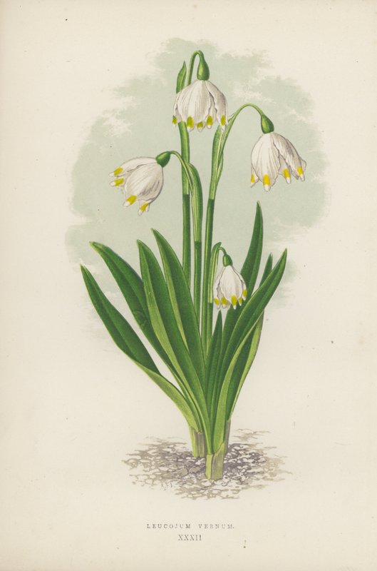 Leucojum Vernum door English School