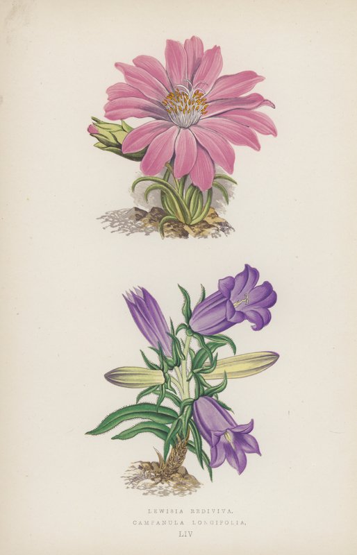 Lewisia Rediviva; Campanula Longifolia door English School