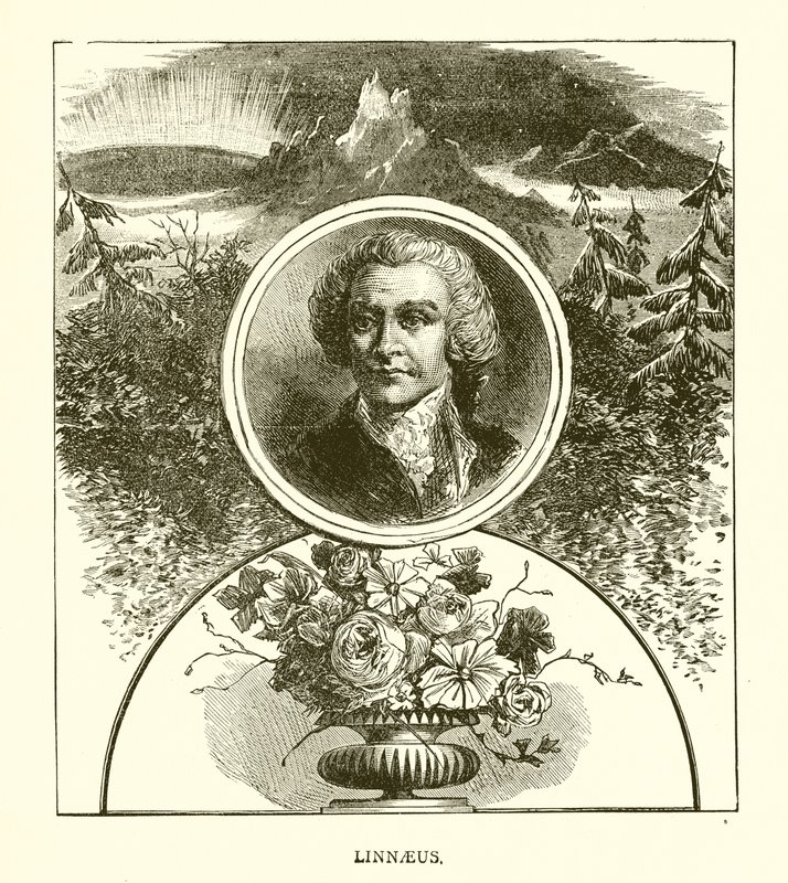 Linnaeus door English School