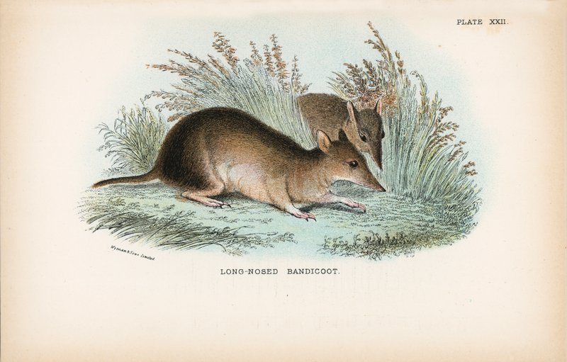 Langneus Bandicoot door English School