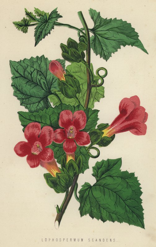 Lophospermum Scandens door English School