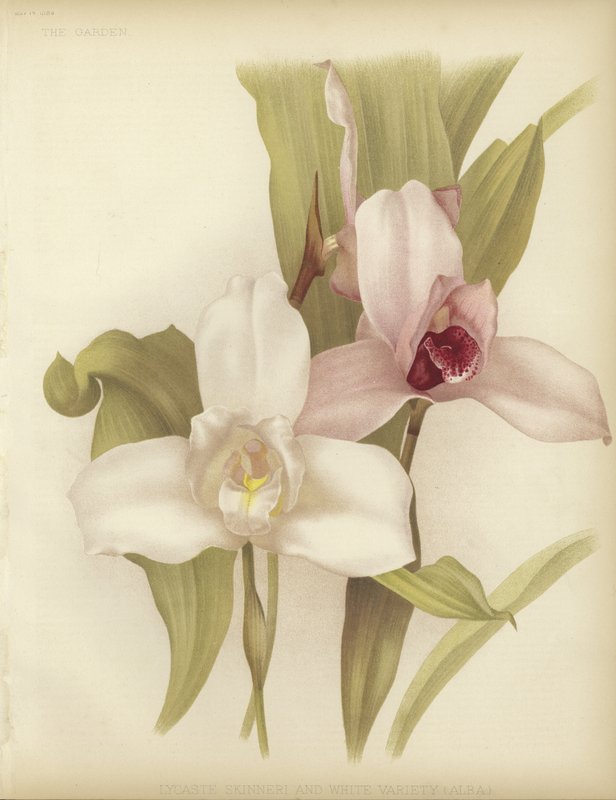 Lycaste skinneri en witte variëteit door English School