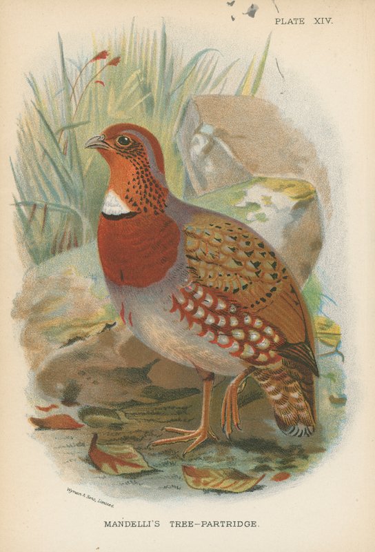 Mandelli