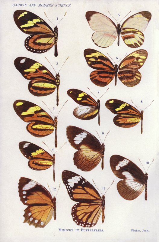 Nabootsing bij vlinders (kleur litho) door English School