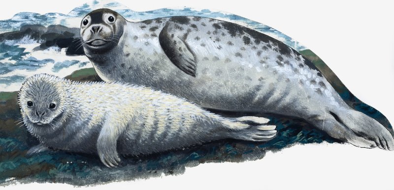 Moeder en baby zeehond door English School