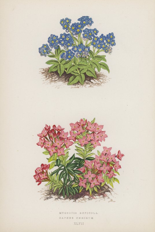 Myosotis Rupicola; Daphne Cneorum door English School