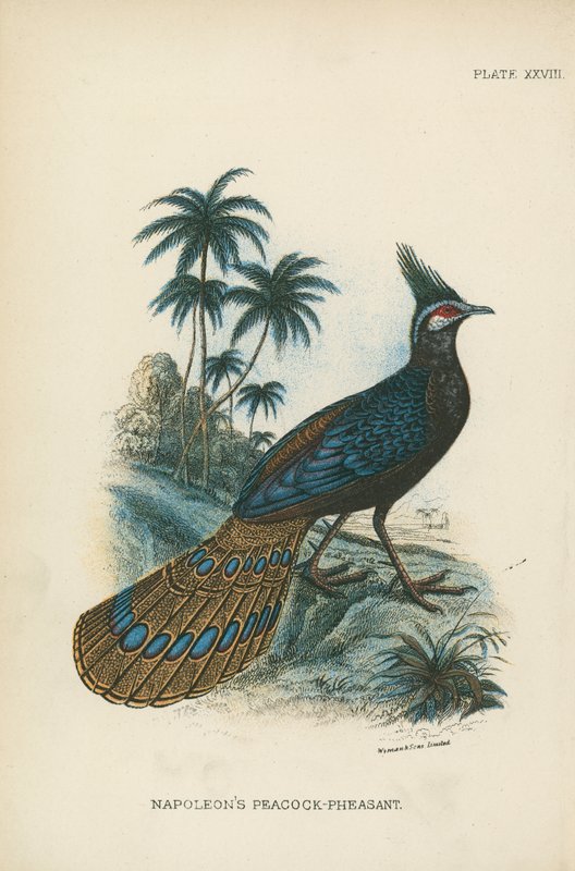 Napoleon