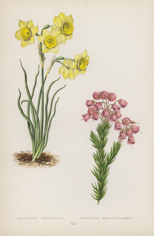 Narcissus Juncifolius; Menziesia Empetriformis door English School