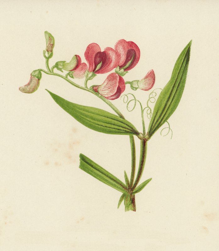 Smalle Lathyrus, Lathyrus Sylvestris door English School