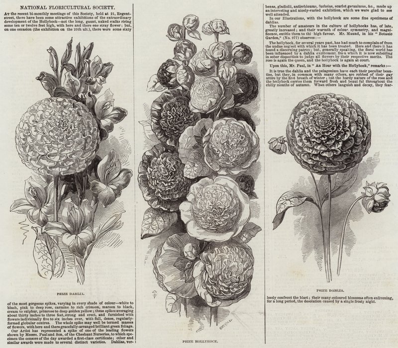 Nationale Floricultuur Vereniging (gravure) door English School