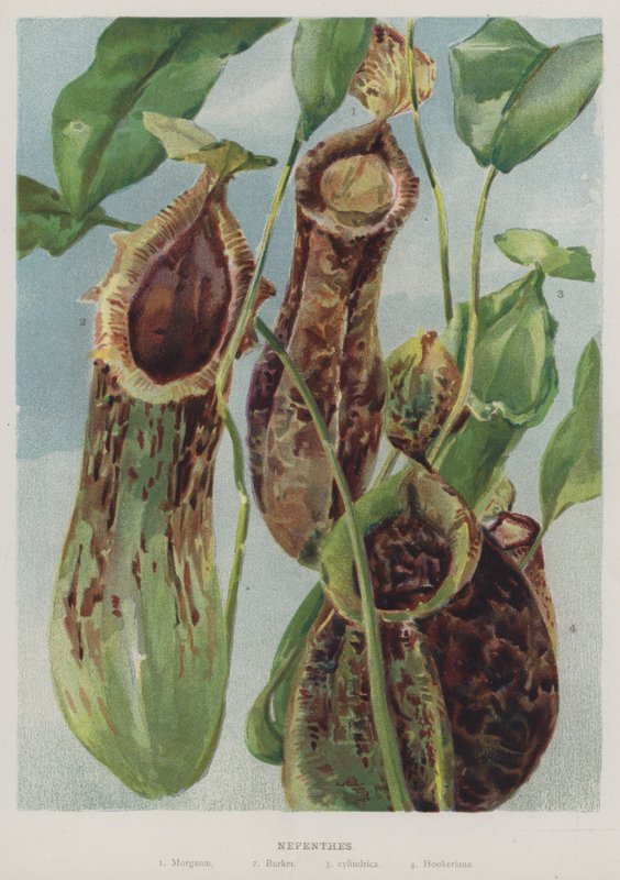 Nepenthes door English School