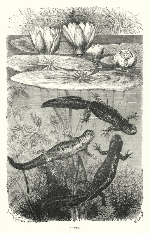 Salamanders door English School