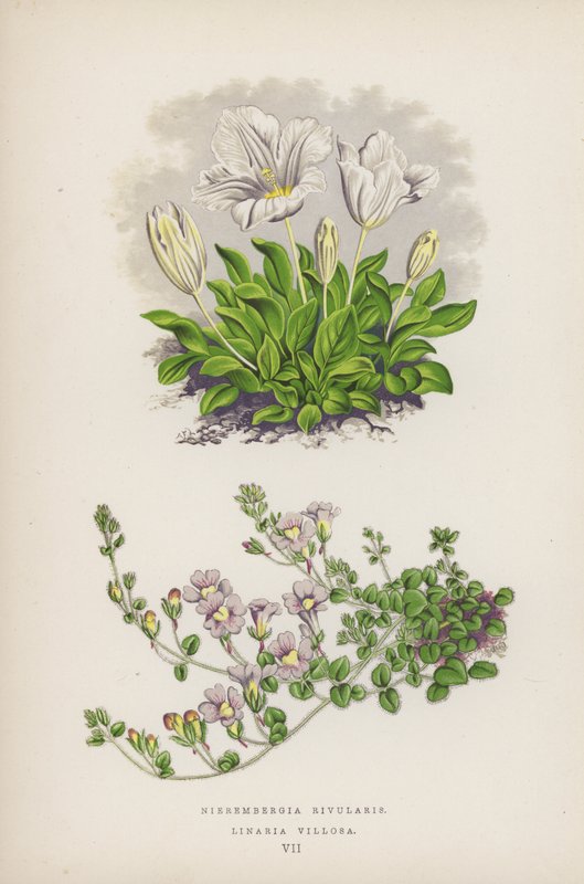 Nierembergia Rivularis; Linaria Villosa (kleur litho) door English School