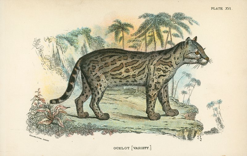 Ocelot [Variëteit] door English School