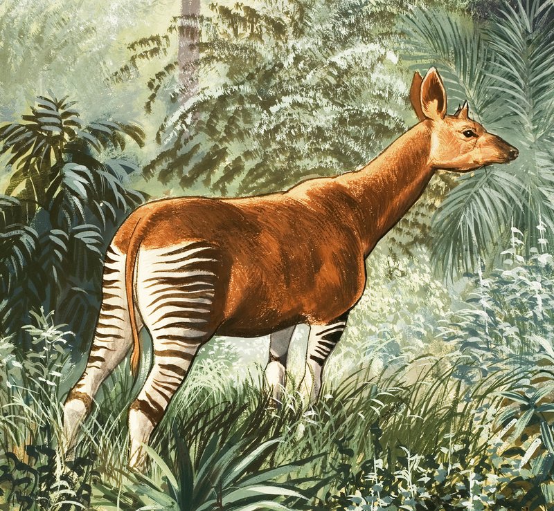 Okapi door English School
