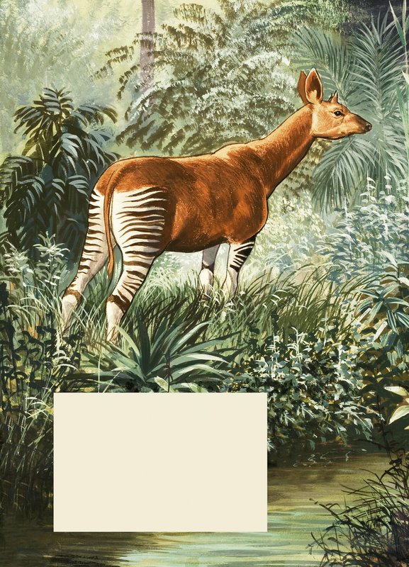 Okapi door English School