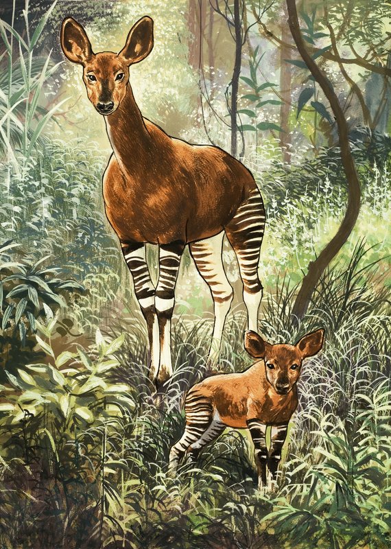 Okapi