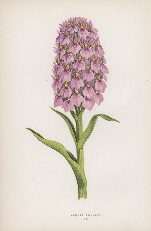 Orchis Foliosa door English School
